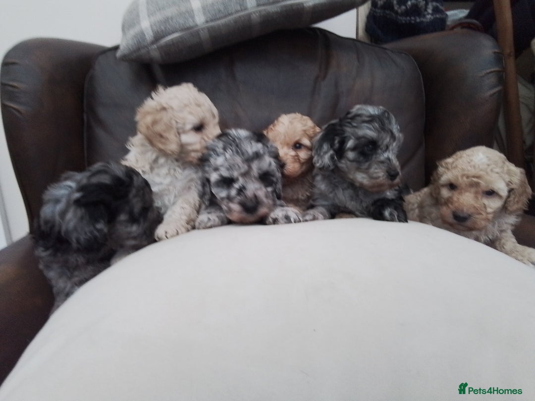 Cockapoo dogs for sale: Stunning cockapoo puppies f1b - Advert 7