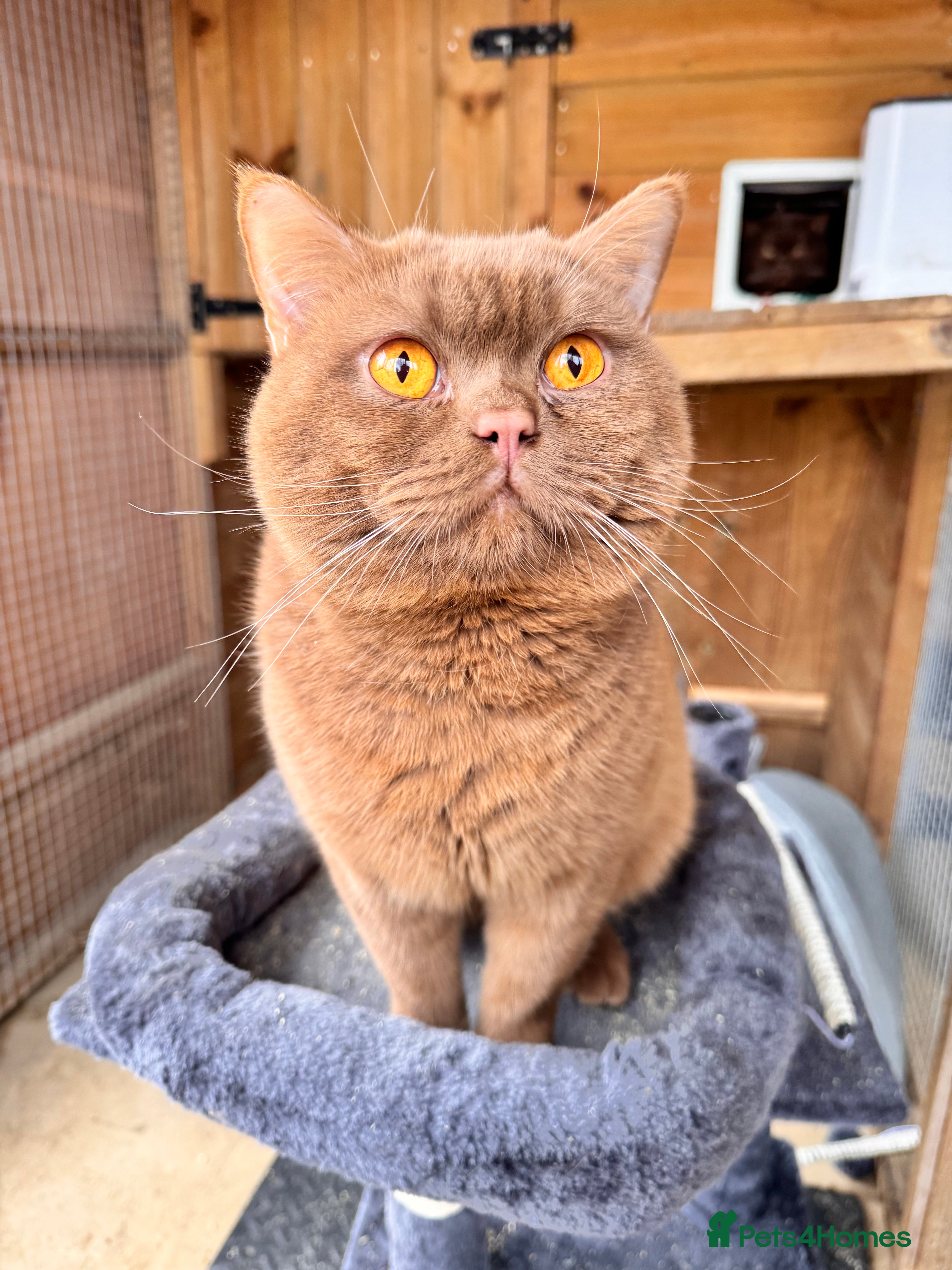 British Shorthair cats 🌟Amazing Cinnamon Stud🌟 - Advert 1