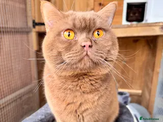 British Shorthair cats ๐Amazing Cinnamon Stud๐ - Advert 1