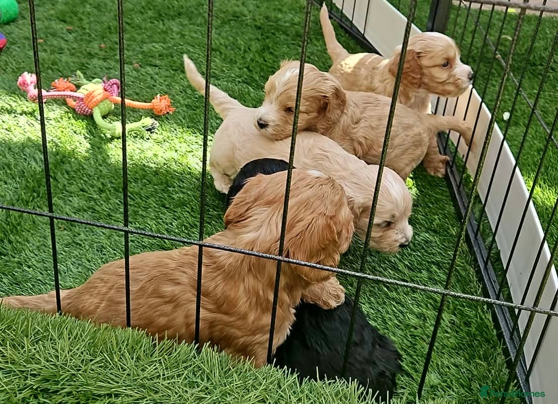 Cockapoo dogs for sale: Cockapoo Apricot/Red/Black Pups - Advert 1