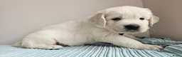 Golden Retriever dogs for sale: Outstanding Kc registered Golden Retriever puppies - Advert 13