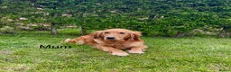 Golden Retriever dogs for sale: One KC reg Dark Golden Retriever Boy Ready Now in Melton Mowbray - Advert 3
