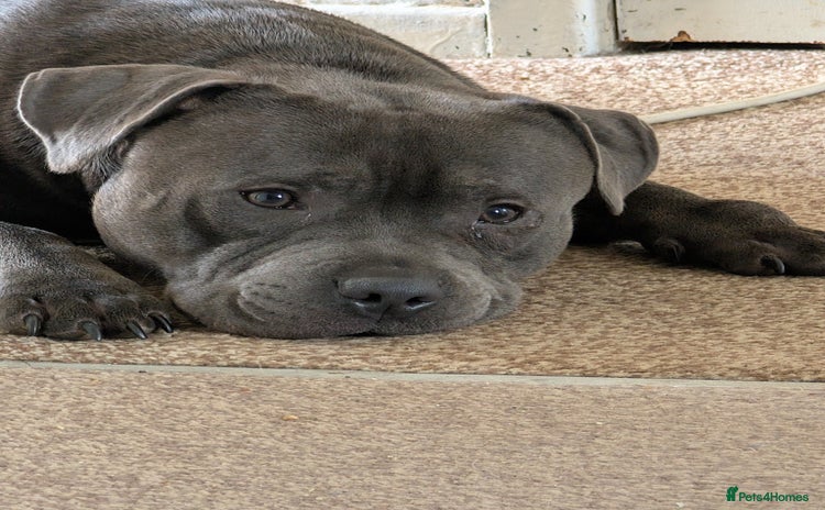 Staffordshire Bull Terrier dogs - Advert 2