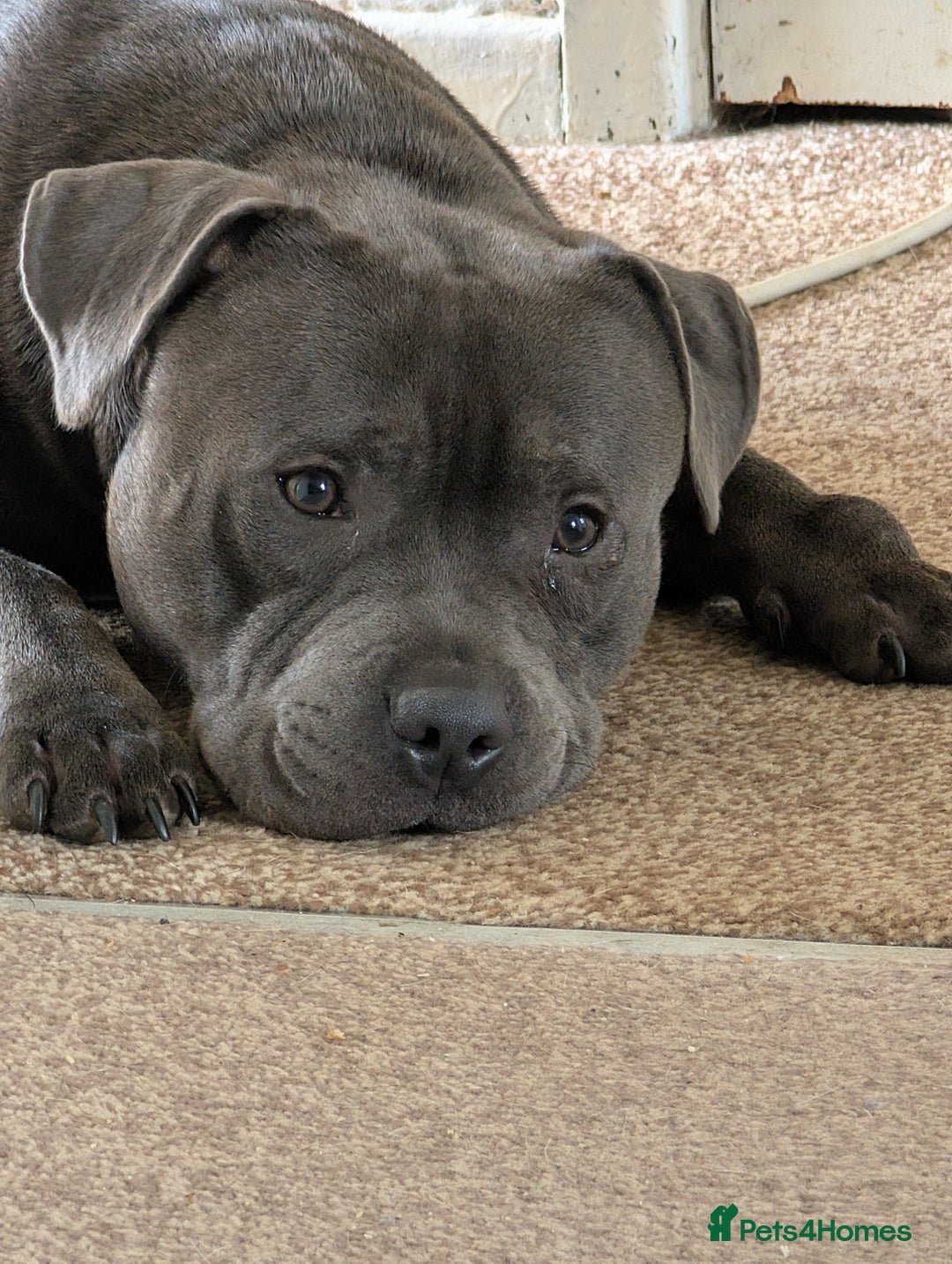 Staffordshire Bull Terrier dogs for sale: Rehoming our blue staff - Image 1
