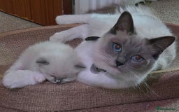 Mixed Breed cats for sale: 🎊RESERVED🎊💖Pure Blue-point mitted Ragdoll ♀️💖 - Image 2