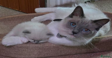 Mixed Breed cats - Advert 4