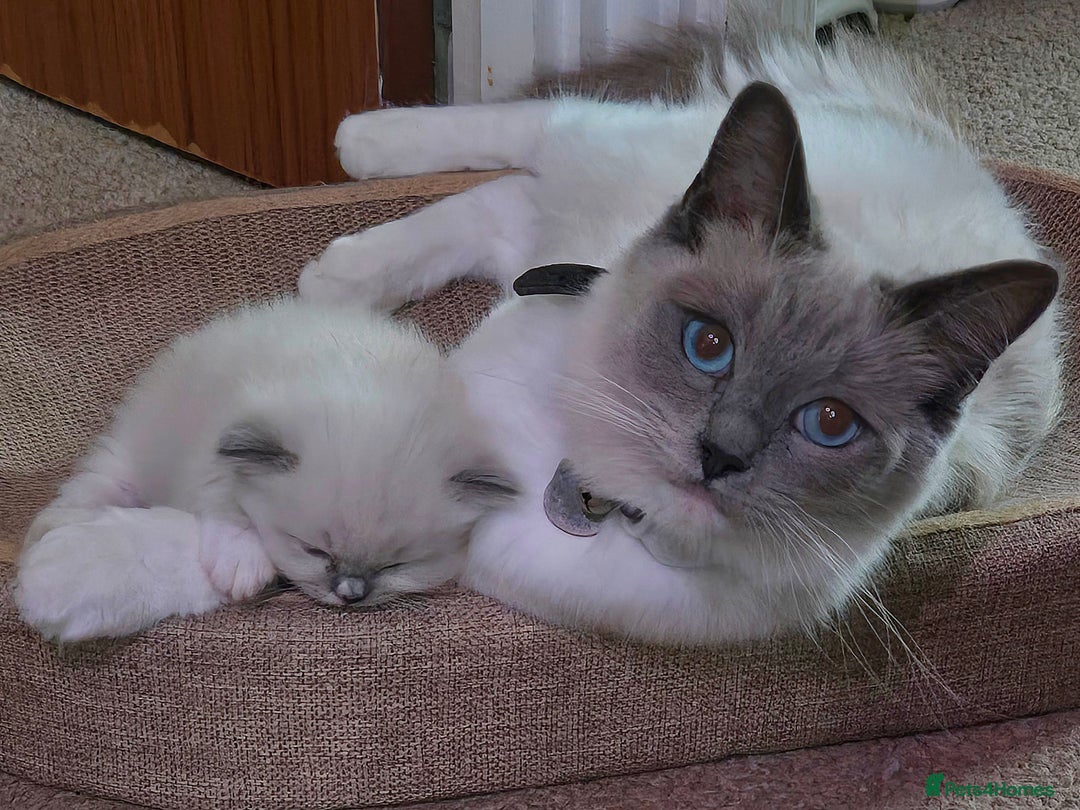 Mixed Breed cats for sale: 🎊RESERVED🎊💖Pure Blue-point mitted Ragdoll ♀️💖 - Image 2