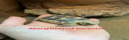 Tortoise reptiles for sale: Various Tortoises At Urban Exotics - Advert 6
