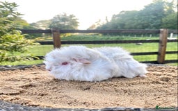 Guinea Pig rodents for sale: Long haired Guinea Pigs For Sale - Image 7