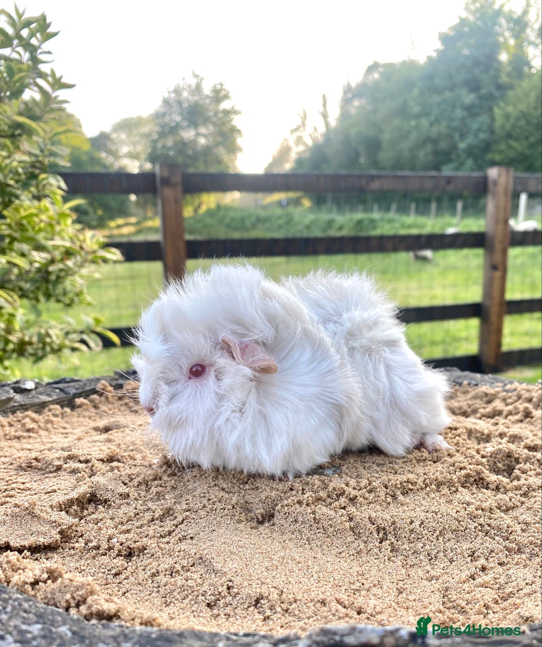 Guinea Pig rodents for sale: Long haired Guinea Pigs For Sale - Image 7