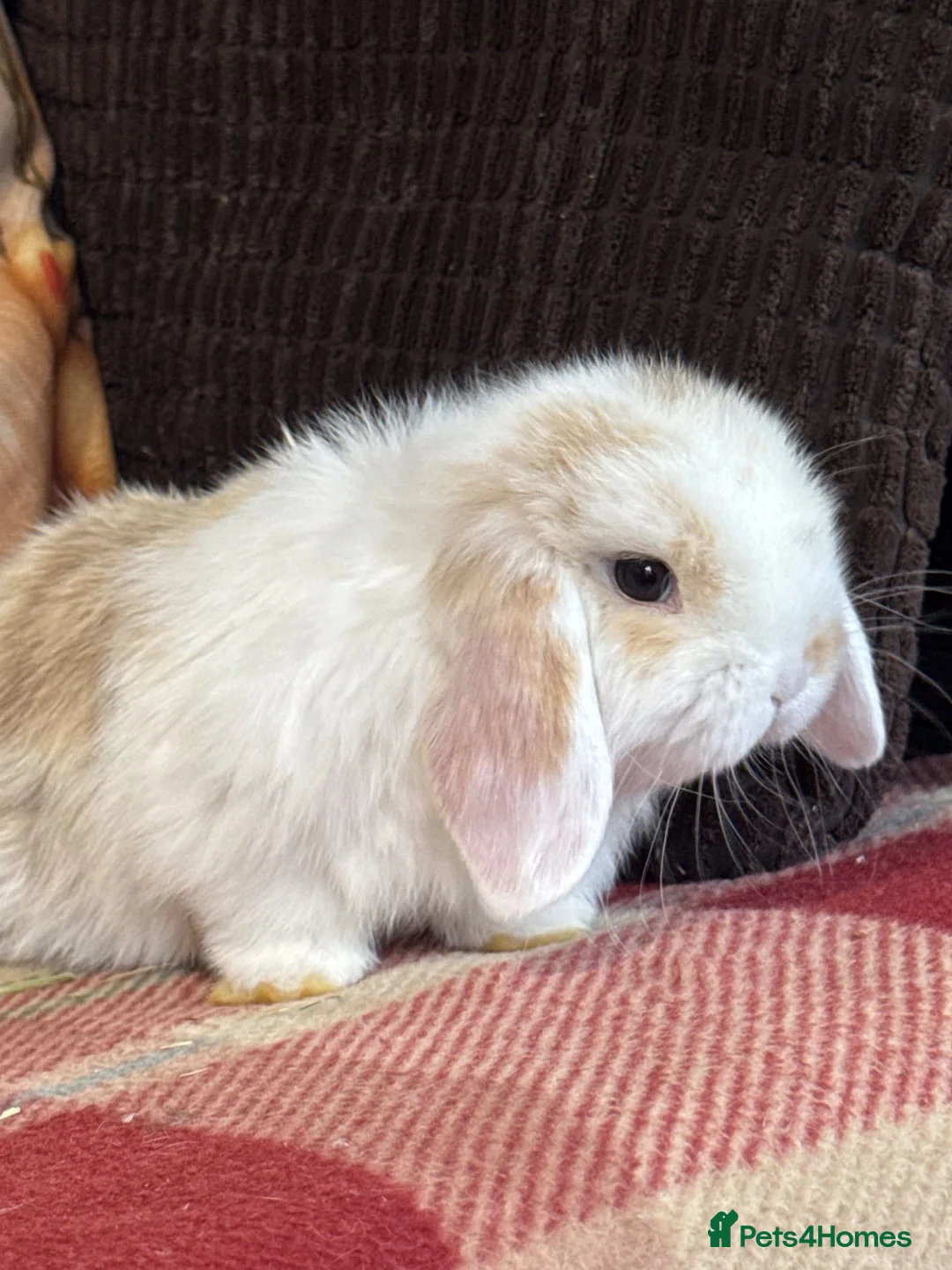Mini Lop rabbits for sale: Beautiful mini lop male - Advert 2