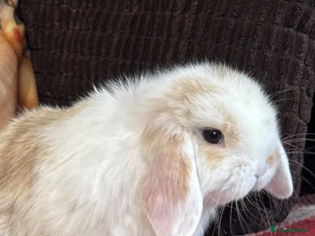 Mini Lop rabbits for sale: Beautiful mini lop male - Advert 2