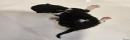 Domestic Shorthair cats for sale: Tuxedo kittens  - Advert 7