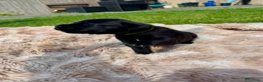 Cane Corso 3