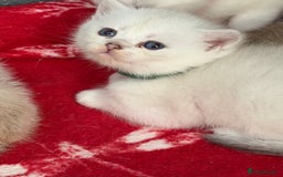 British Shorthair cats for sale: Stunning BSH golden silver kittens TICA - Image 12