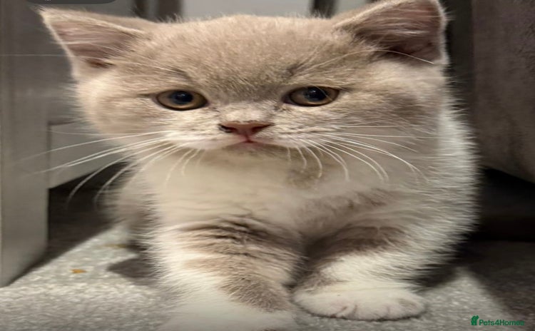 British Shorthair cats Stunning  BSH babies available  - Advert 1