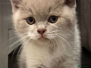 British Shorthair cats Stunning BSH babies available - Advert 3