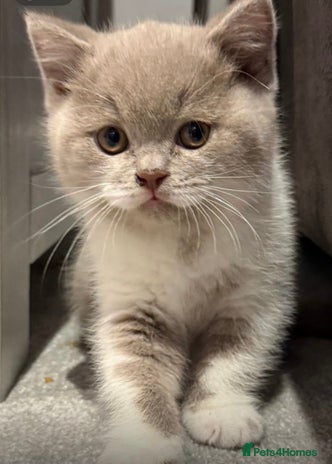 British Shorthair cats Stunning BSH babies available - Advert 2