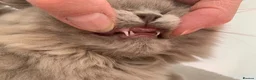 British Longhair cats for sale: GCCF kittens  - Advert 13