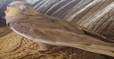 Cockatiels birds Female cockatiel - Advert 7