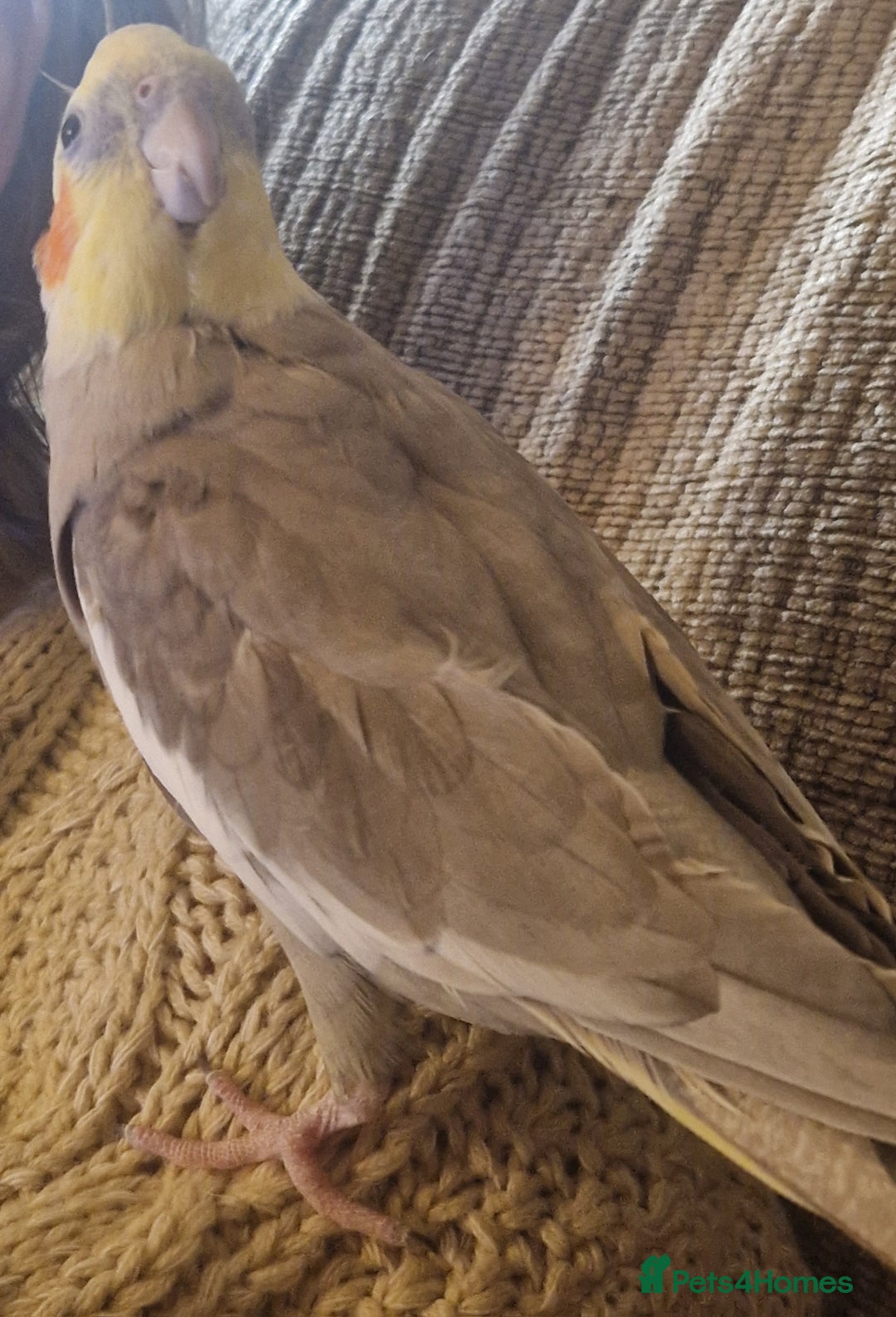 Cockatiels birds for sale: Female cockatiel - Advert 2