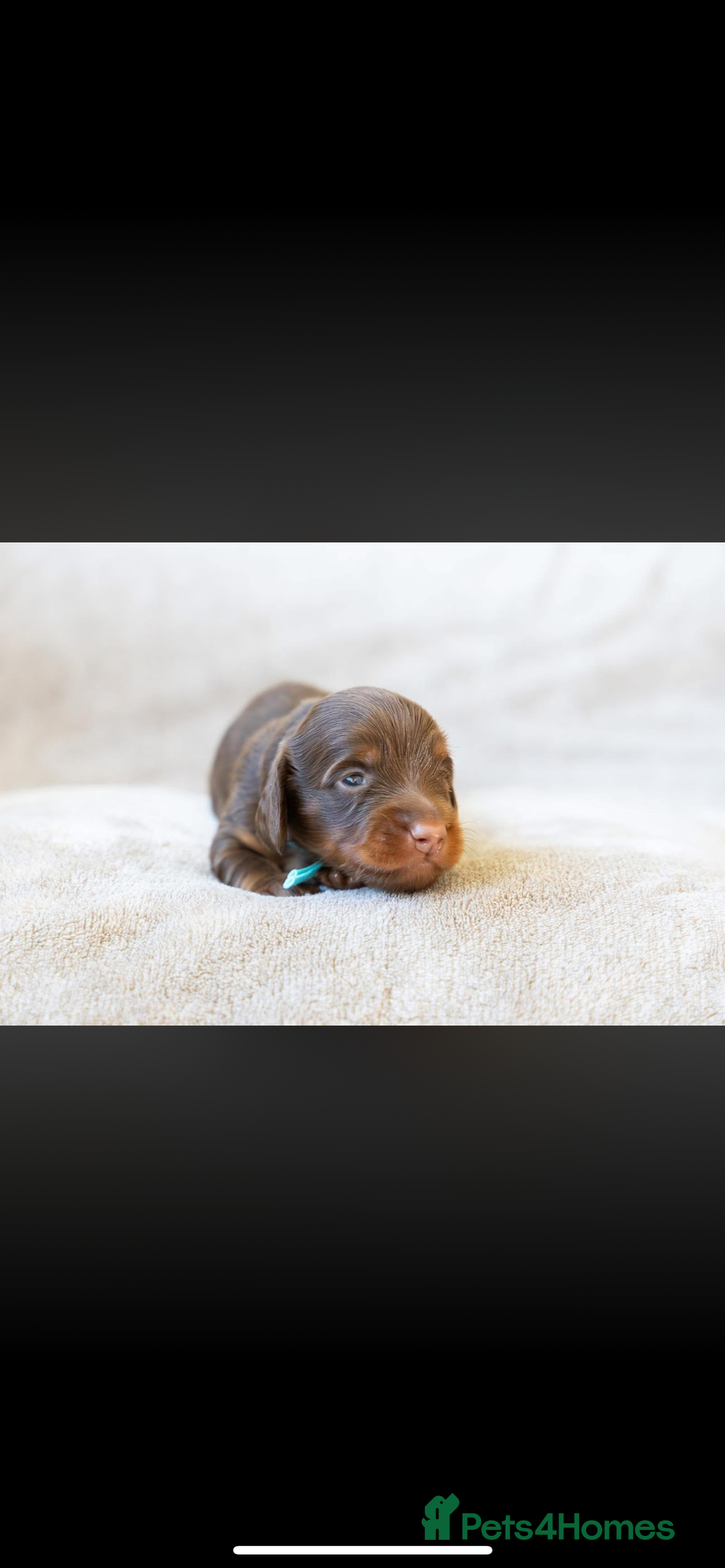 Miniature Dachshund dogs for sale: Beautiful long haired chocolate dachshunds  - Image 12