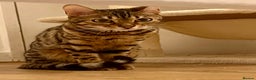 Bengal cats for sale: Gorgeous pure bengal girl for sale  - Advert 1