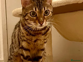 Bengal cats Gorgeous pure bengal girl for sale - Advert 5