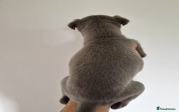 Whippet dogs for sale: Heart and Health checked KC Blue Whippets. - Image 9