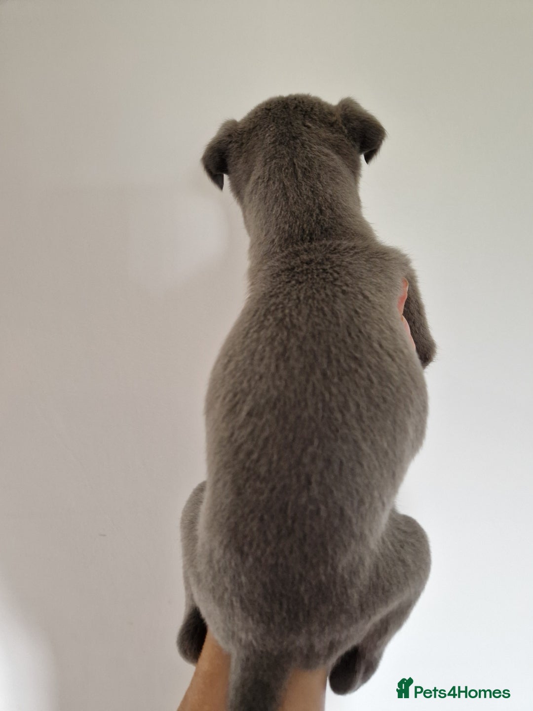 Whippet dogs for sale: Heart and Health checked KC Blue Whippets. - Image 9