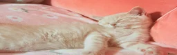 British Shorthair cats for sale: Muffin - Male Solid cream British Shorthair - Advert 5