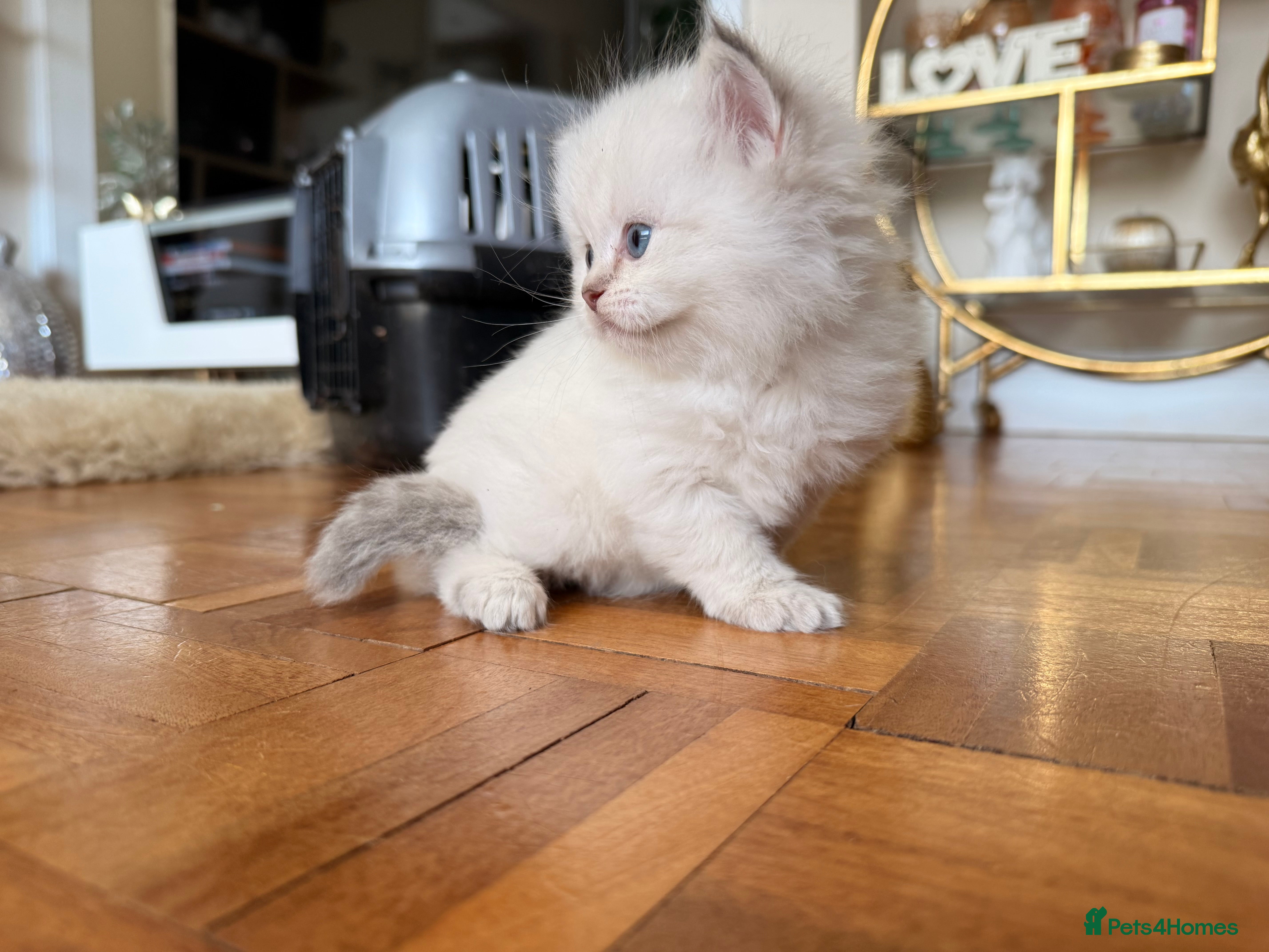 British Longhair cats for sale: Beautiful rainbow litter now available to reserve - Advert 35