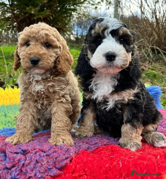 Cockapoo dogs Hypoallergenic, Fun & Full of Personalities - Advert 1