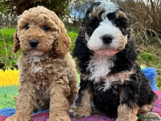 Cockapoo dogs Hypoallergenic, Fun & Full of Personalities - Advert 12