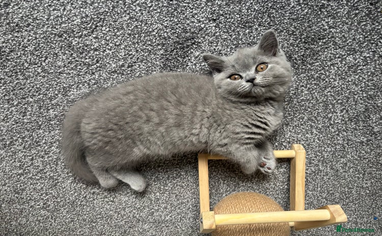 British Shorthair cats - Advert 5