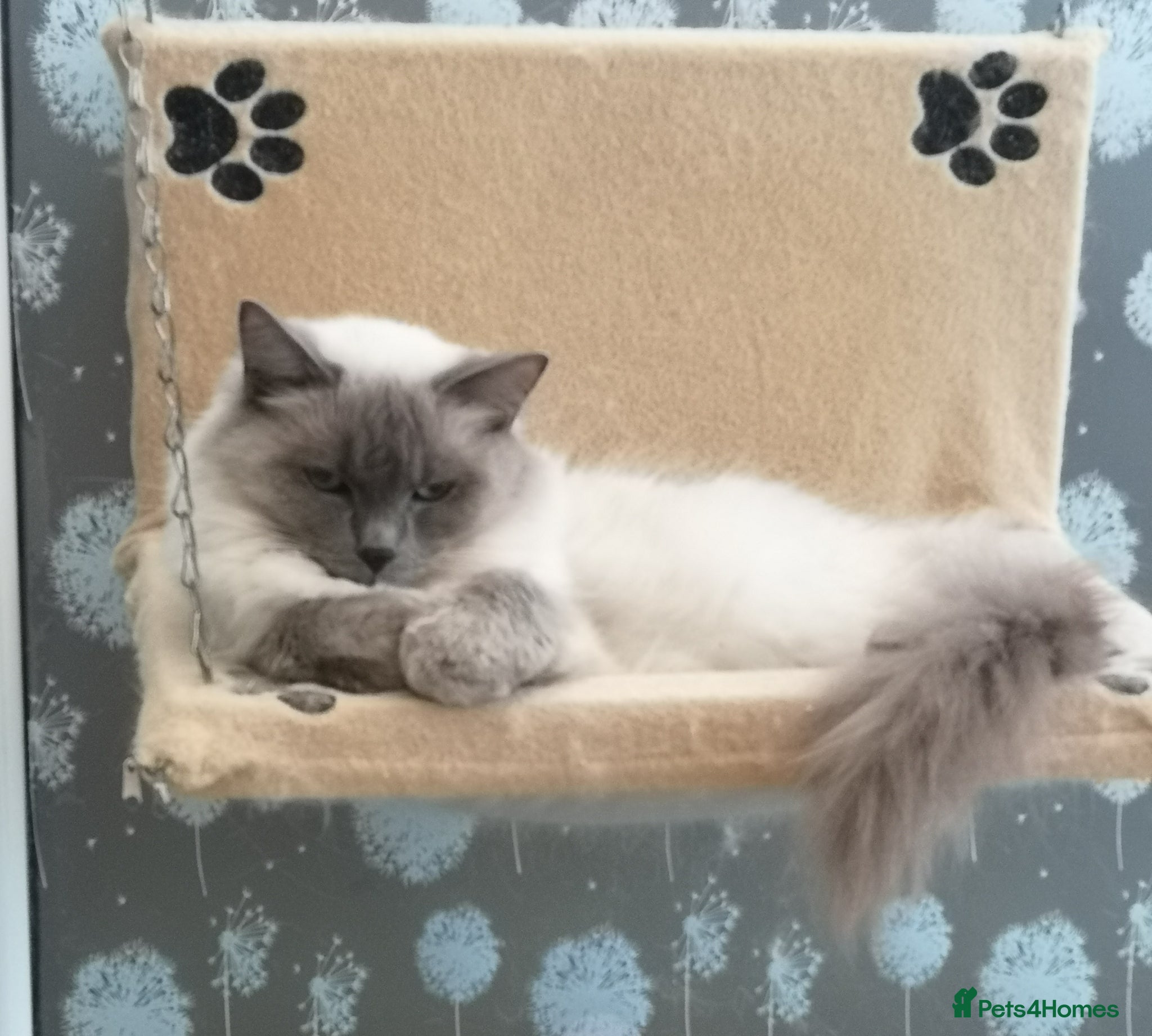 Ragdoll cats GCCF registered Ragdol kittens  - Advert 2