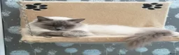 Ragdoll cats for sale: GCCF registered Ragdol kittens  - Advert 1