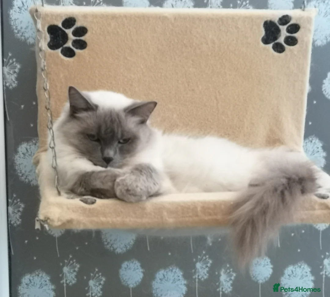 Ragdoll cats for sale: GCCF registered Ragdol kittens  - Advert 1