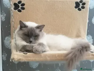 Ragdoll cats GCCF registered Ragdol kittens - Advert 2