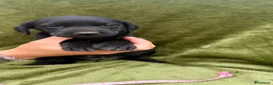 Labrador Retriever 10