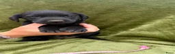 Labrador Retriever dogs for sale: Beautiful Labrador Puppies - Advert 9