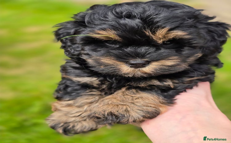 Shihpoo dogs - Advert 12