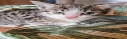 Mixed Breed cats for sale: Stunning litter of kittens - Advert 1