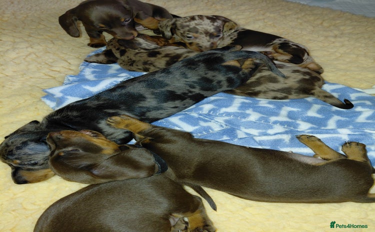 Dachshund dogs - Advert 1