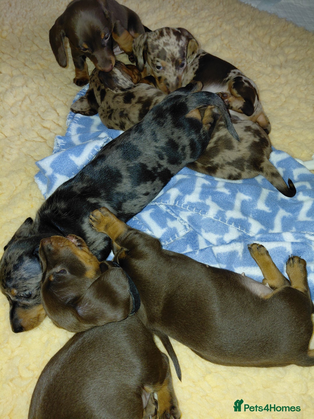 Dachshund dogs for sale: Miniature Daschund - Image 1