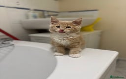 Maine Coon cats for sale: Adorable & Playful Maine Coon Kitten - Image 2