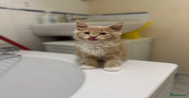 Maine Coon cats - Advert 3