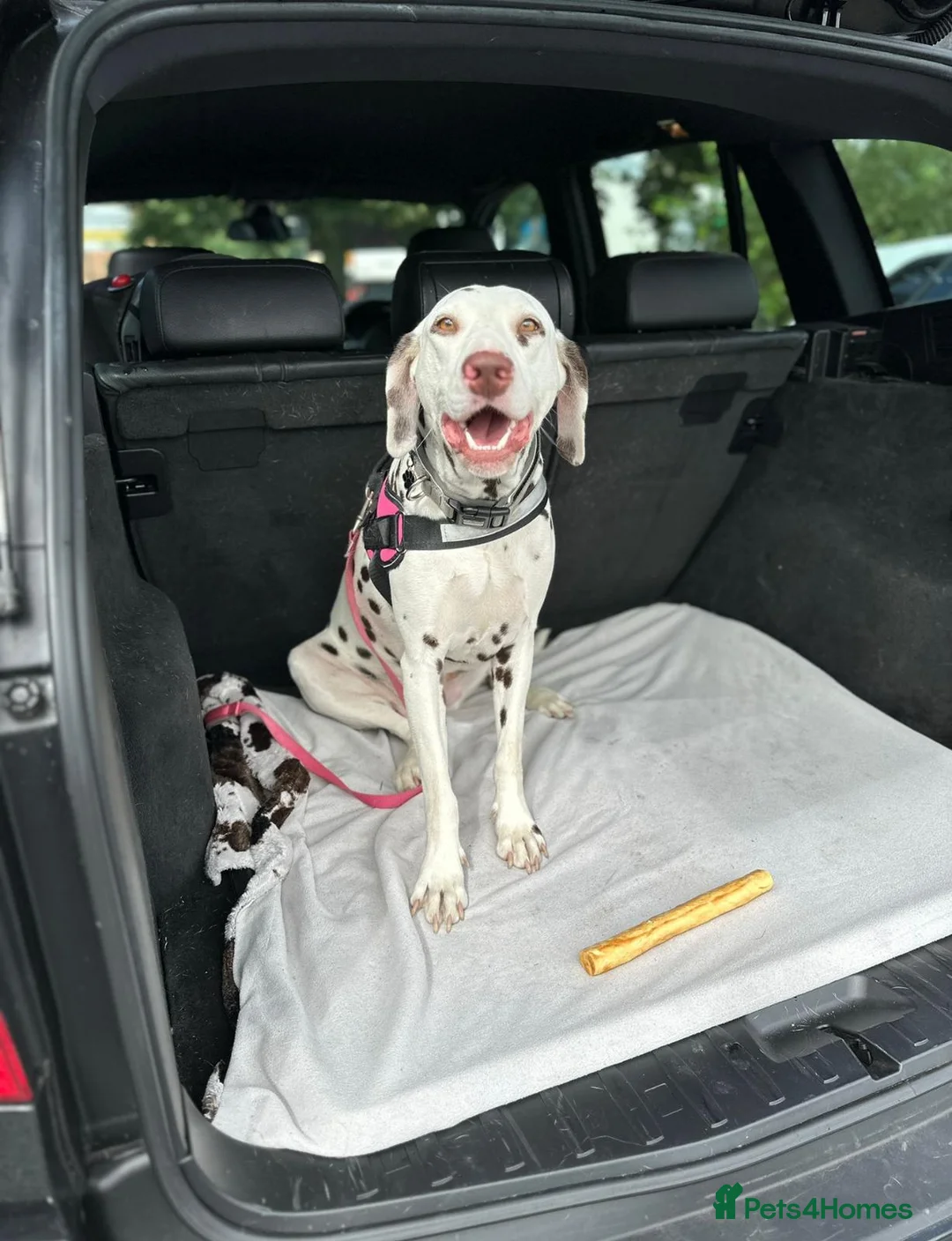 Dalmatian dogs for sale: Dalmatian Female – 4 Years Old – Loyal Family Dog in Frodsham - Advert 5
