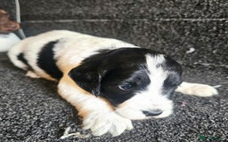 Cockapoo dogs for sale: Cockerpoo puppies F1  - Image 15