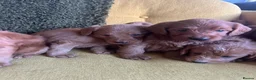 Labradoodle dogs for sale: Health tested F1 Labradoodle Puppies in Harrogate - Advert 4
